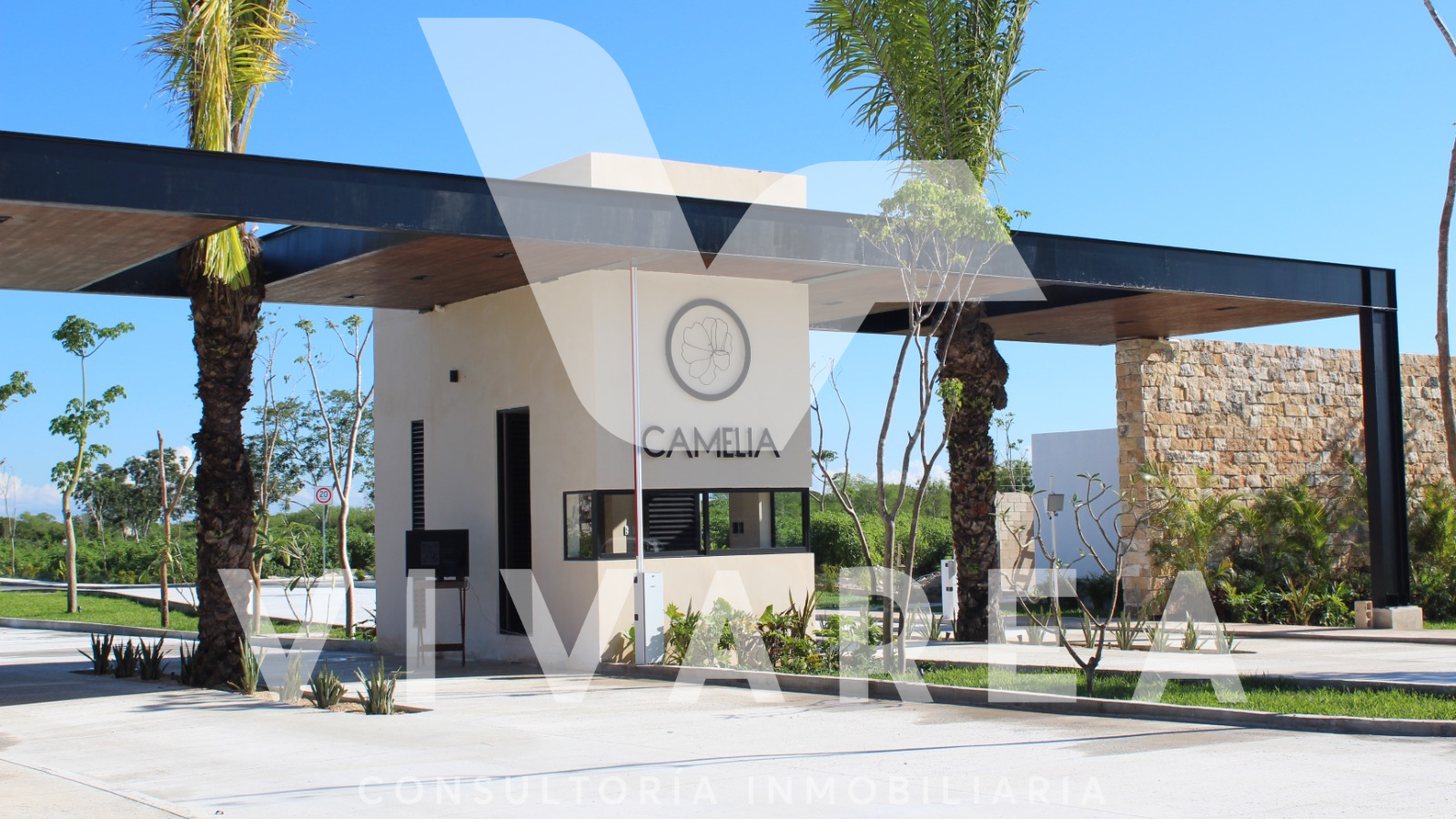 CAMELIA_PORTADA